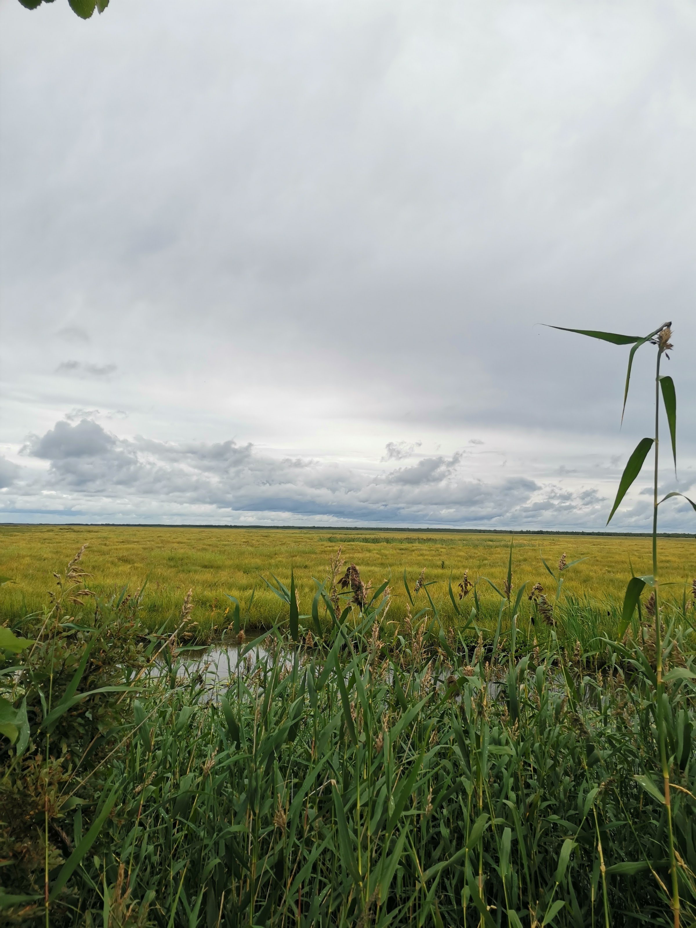 Liminganlahden luontokeskus (Liminka Bay Nature Centre)